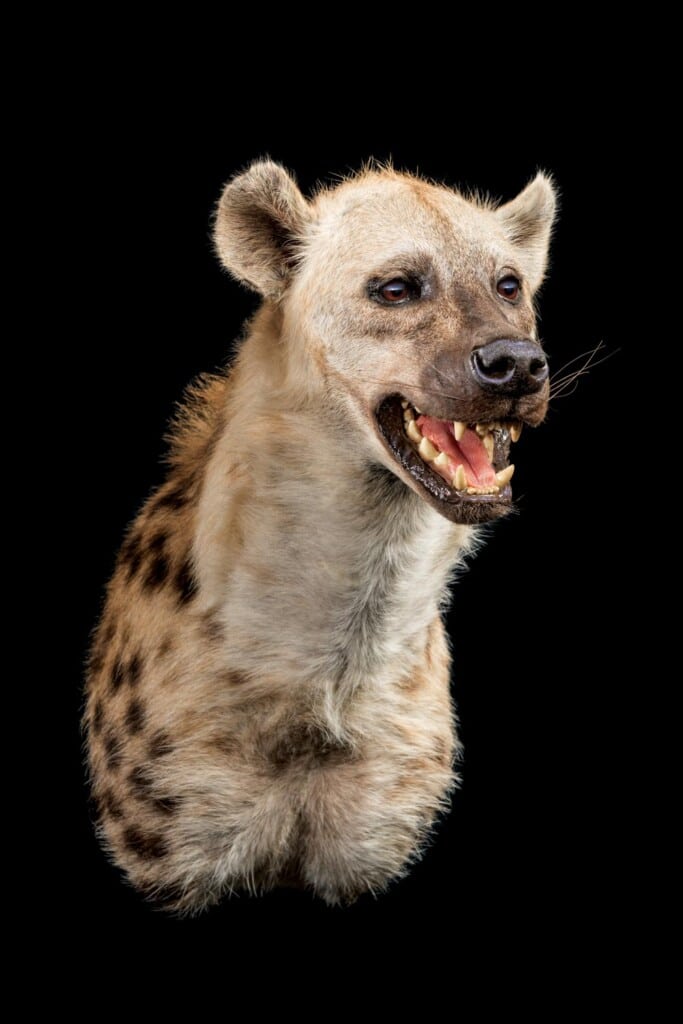 Spotted Hyena Shouldermount 20220830 0568