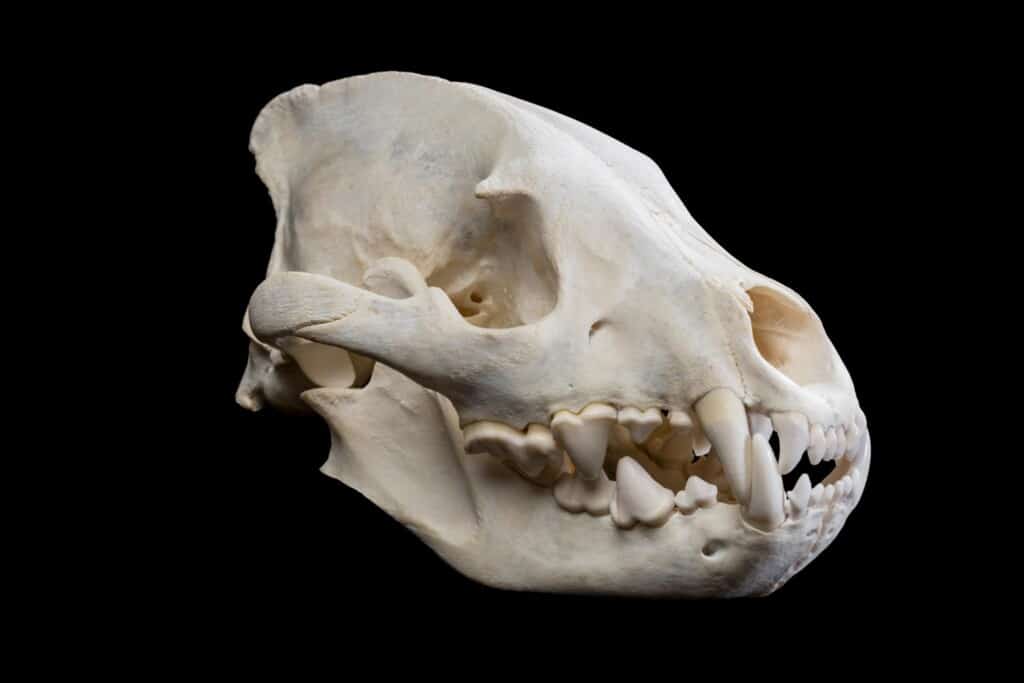 Spotted Hyena Fullskull 20170717 0569