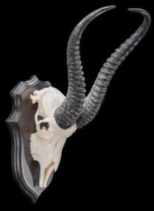 Springbuck Fullskull Shieldmount FF459