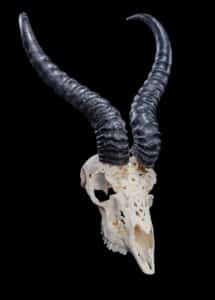 Springbuck Fullskull Carved GG216