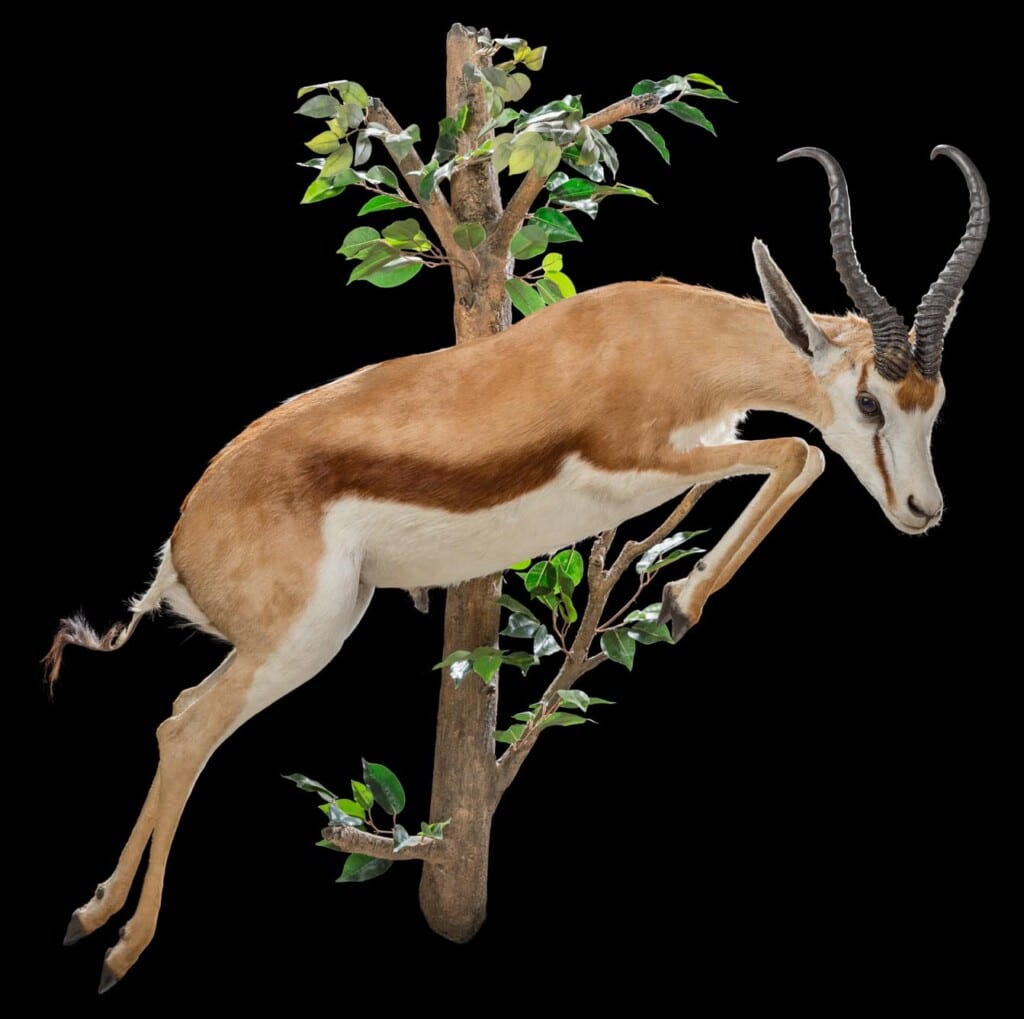 Springbuck Fullmount Jumping Wall Display 20190903 1247