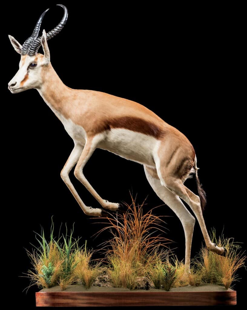 Springbuck Fullmount Jumping 20220830 1246