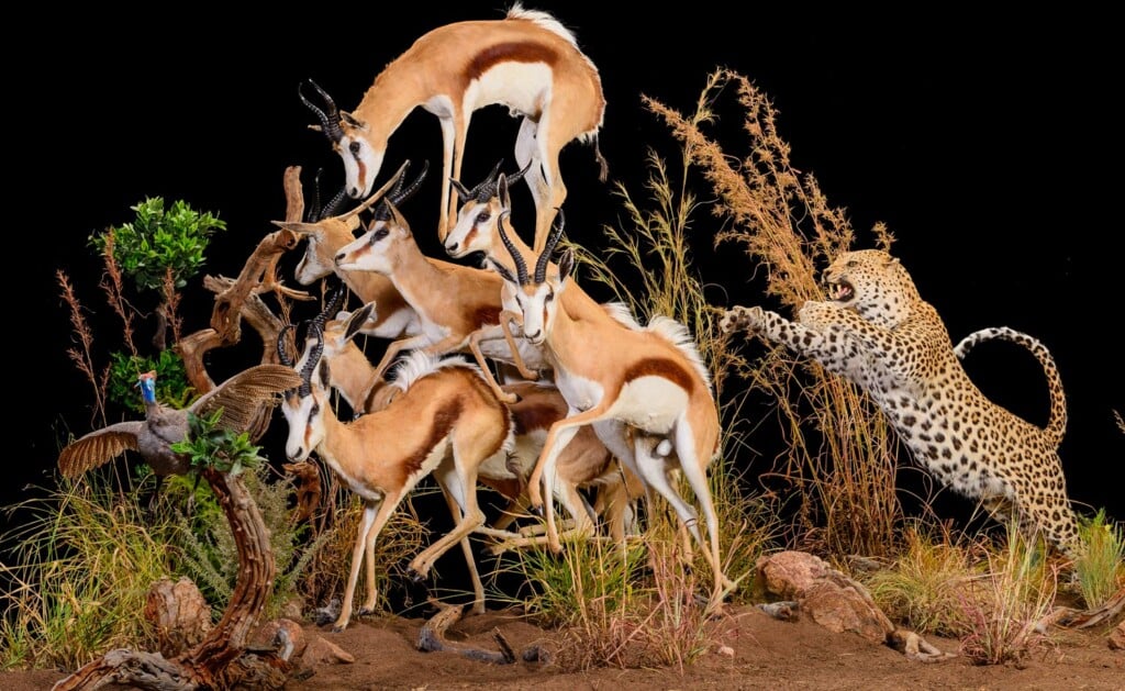 Leopard and Springbuck Prey Fullmount Combination Custom Diorama Base 20170717 0807
