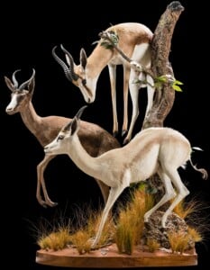 Springbuck Fullmount Jumping Combination with Custom Habitat 20200303 1252