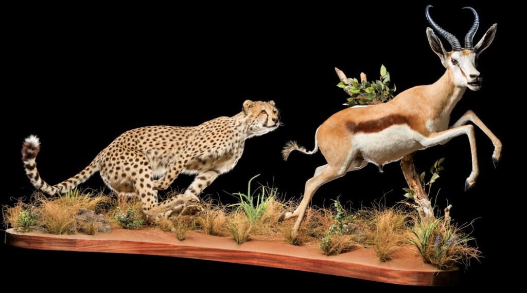 Cheetah and Springbuck prey Fullmount Combination 20220830 1248