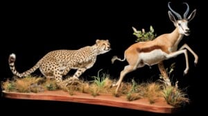 Cheetah and Springbuck prey Fullmount Combination 20220830 1248