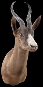 Springbuck Shouldermount Left Turn 20220830 1270