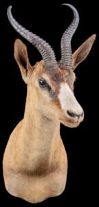 Springbuck Shouldermount Left Turn 20220830 1272
