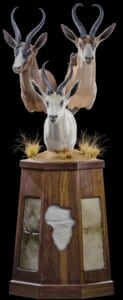Springbuck Pedestalmount Combination on Custom Base with Skin Inlays and Habitat 20190704 1258