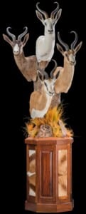 Springbuck Pedestalmount Combination on Custom Base with Skin Inlays and Habitat 20190903 1257