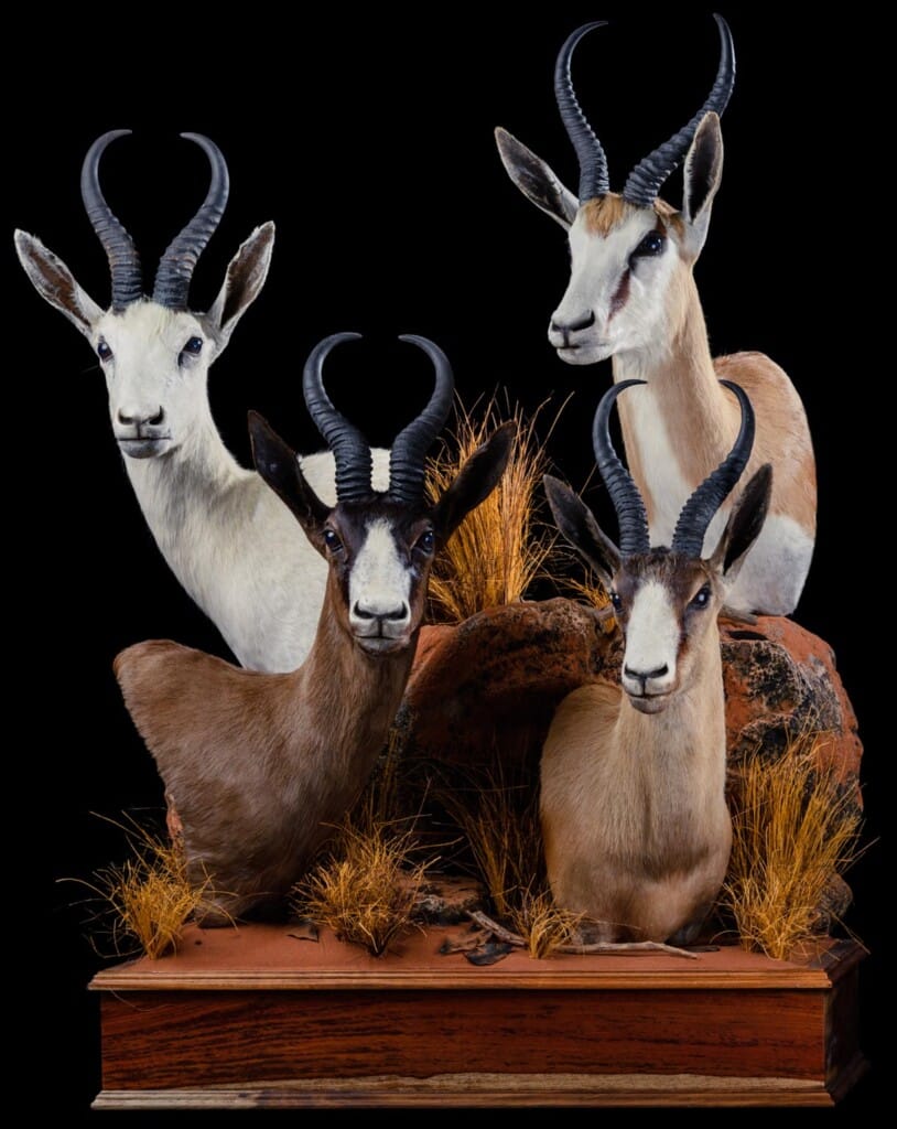 Springbuck Pedestalmount Combination on Custom Base with Habitat 20191115 1261