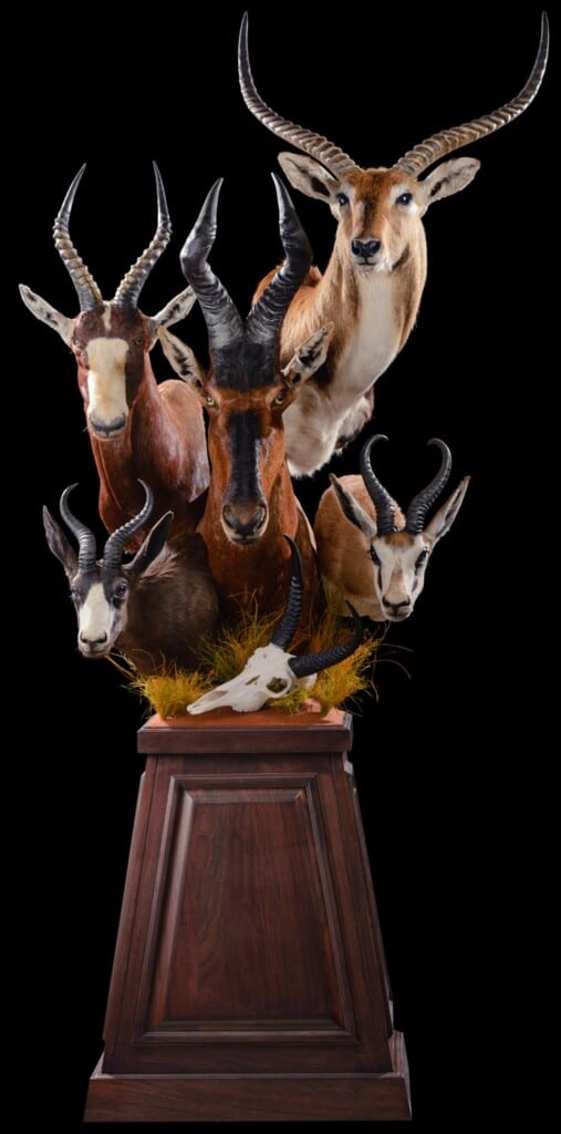 Red Hartebeest, Red Lechwe, Springbuck and Blesbuck Pedestalmount Combination Custom Base with Reedbuck Fullskull and Habitat 20220830 1256