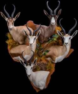 Springbuck Wall Pedestalmount Combination on Custom Africa Shape Shield with Habitat 20201022 1264