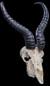 Springbuck Fullskull Carved 20190812 1282
