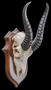 Springbuck Euro Skull Shieldmount 20190903 1278