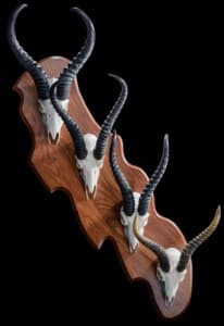 Springbuck Euro Skull Shieldmount Combination Custom Base 20190812 1283