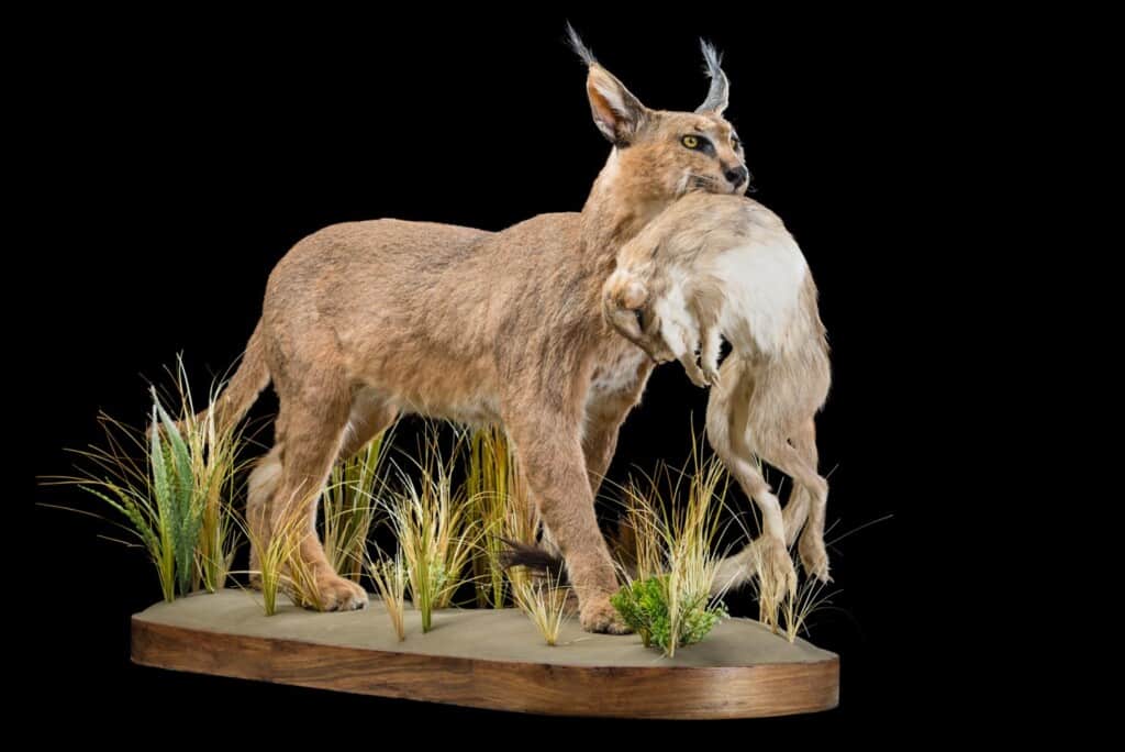 Caracal and Springhare Prey Fullmount Combination FF030