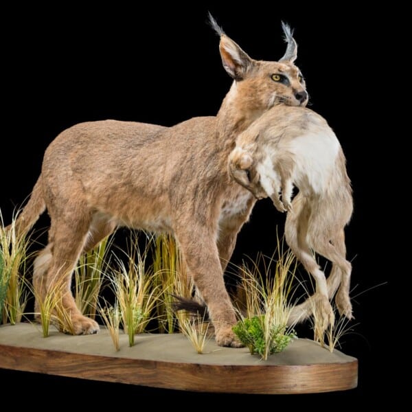 SPRINGHARE Taxidermy South Africa | Get SPRINGHARE Trophy Quote