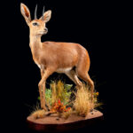 Steenbuck Fullmount 20200506 72990