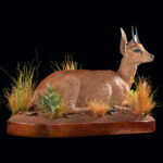 Steenbuck Fullmount 20250505 72965