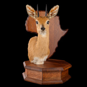 Steenbuck Octagon Pedestalmount with Africa Shape Shield Table Display 20250704 73047