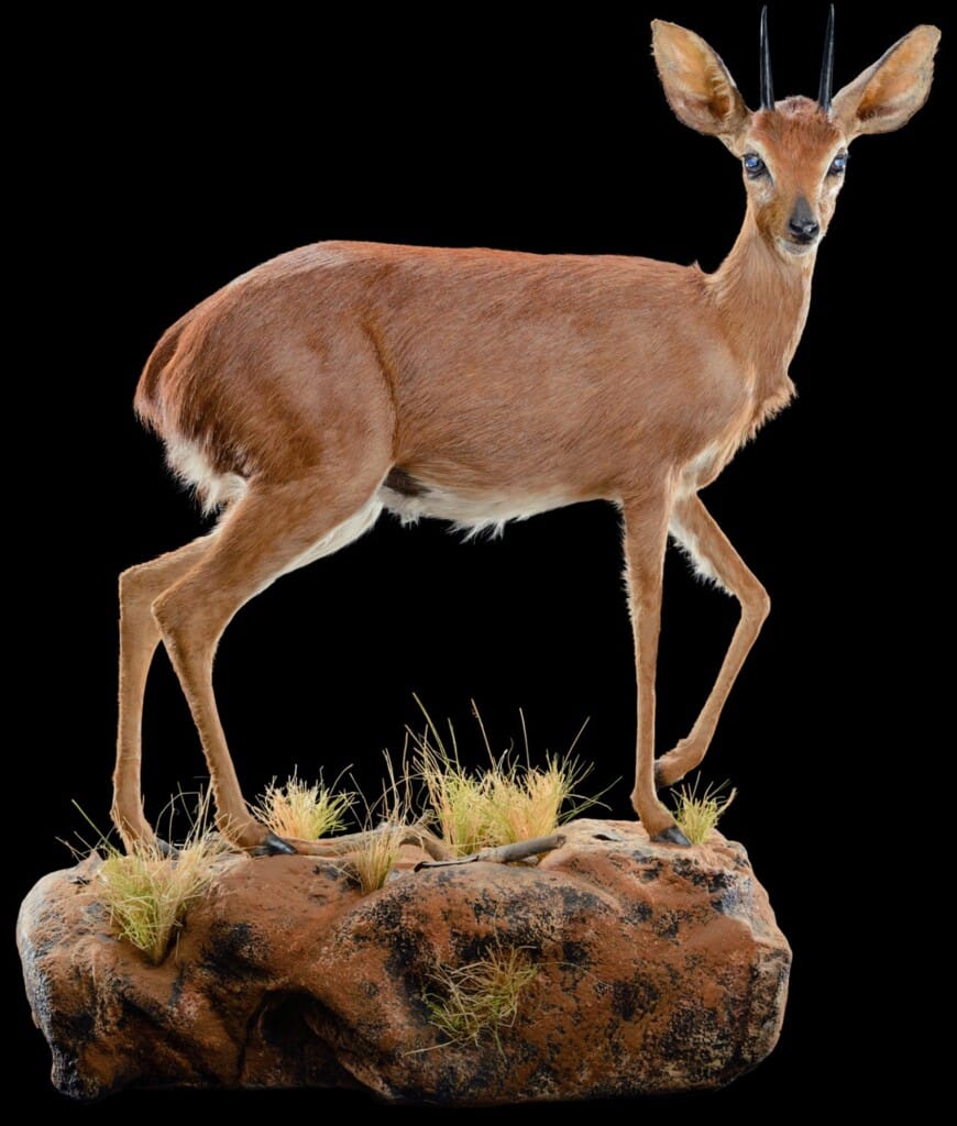 Steenbuck Fullmount R/T Wall Display 20220830 1289