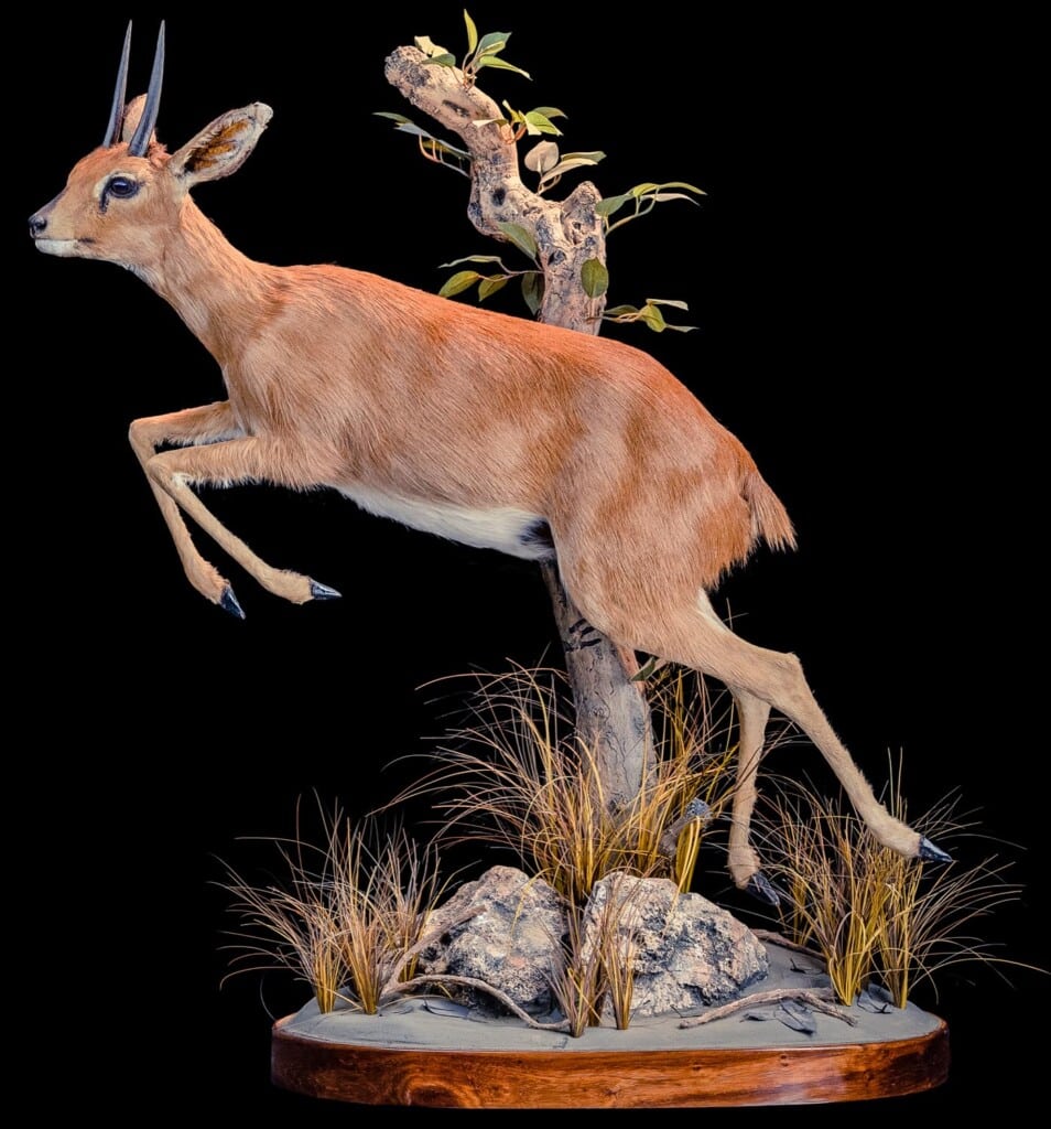 Steenbuck Fullmount Jumping 20200123 1293
