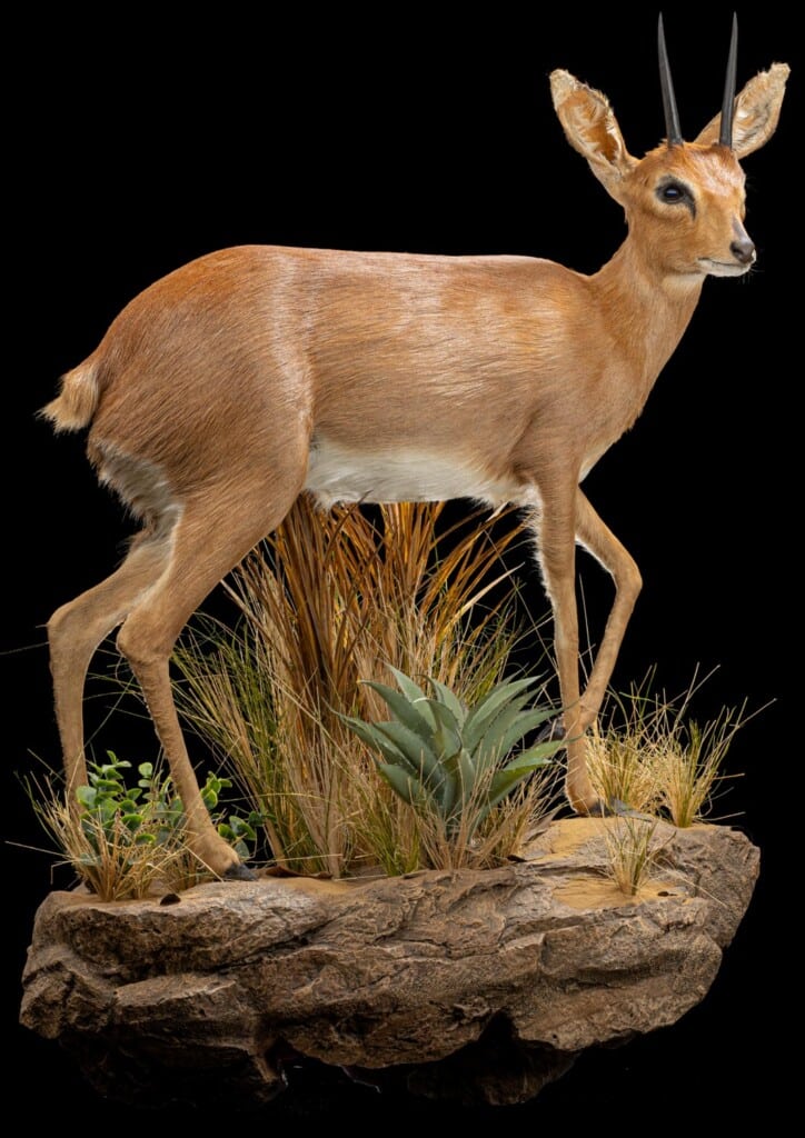 Steenbuck Fullmount Wall Display Right Turn 20220805 1294