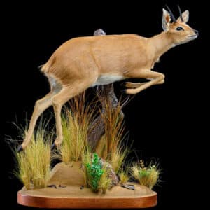 Steenbuck Fullmount Jumping 20220805 1295