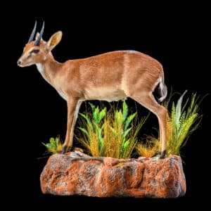 Suni Fullmount Wall Display 20200527 30288