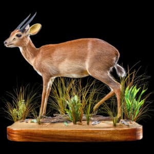 Suni Fullmount 20200527 1306