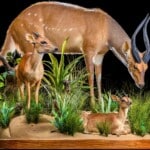 Bushbuck, Suni and Red Duiker Fullmount Combination 20200527 0082