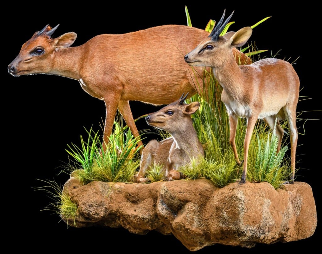 Blue Duiker, Red Duiker and Suni Fullmount Combination Wall Display 20200527 0245