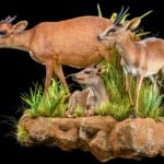 Blue Duiker, Red Duiker and Suni Fullmount Combination Wall Display 20200527 0245