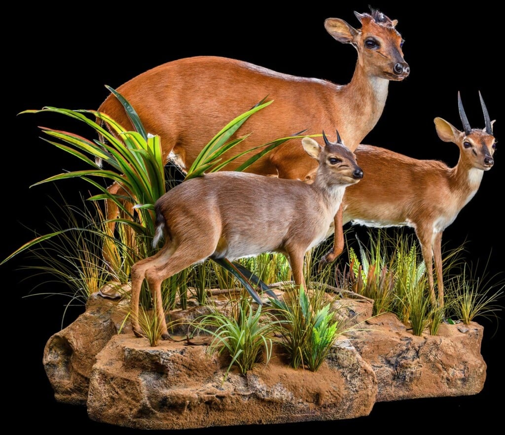 Blue Duiker, Red Duiker and Suni Fullmount Combination Wall or Floor Display 20200527 0246