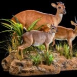 Blue Duiker, Red Duiker and Suni Fullmount Combination Wall or Floor Display 20200527 0246