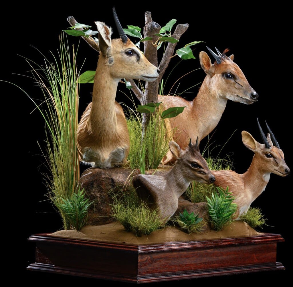 Blue Duiker, Red Duiker, Oribi and Suni Pedestalmount Combination Custom Base 20210910 0271