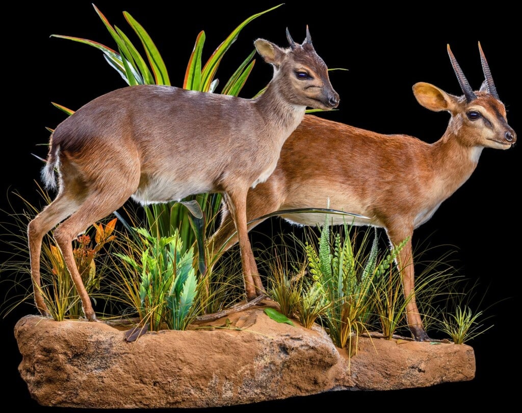 Blue Duiker and Suni Fullmount Combination Wall Display 20220830 0244