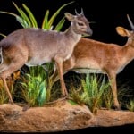 Blue Duiker and Suni Fullmount Combination Wall Display 20220830 0244