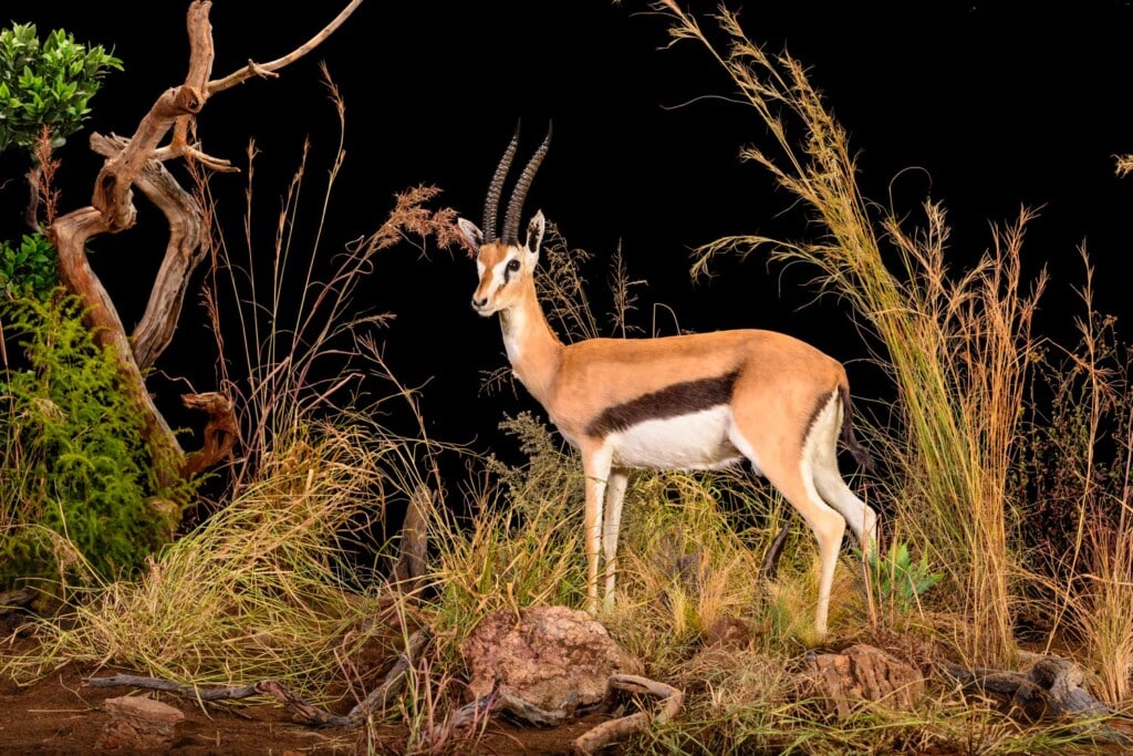 Thomsons Gazelle Fullmount Custom Diorama 20140723 0405