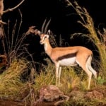 Thomsons Gazelle Fullmount Custom Diorama 20140723 0405