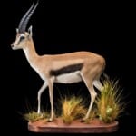Thomsons Gazelle Fullmount 20180313 0408