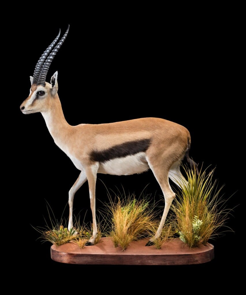 Thomsons Gazelle Fullmount 20180313 0408