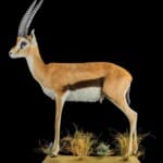 Thomsons Gazelle Fullmount 20220831 0406