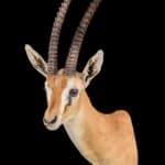 Thomsons Gazelle Shouldermount L/T 20220831 0410