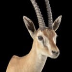 Thomsons Gazelle Shouldermount R/T 20220831 0411