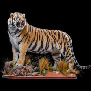 Tiger Fullmount Left Turn 20191024 1321