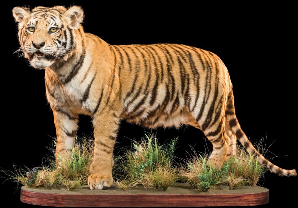 Tiger Fullmount Left Turn 20220830 1319