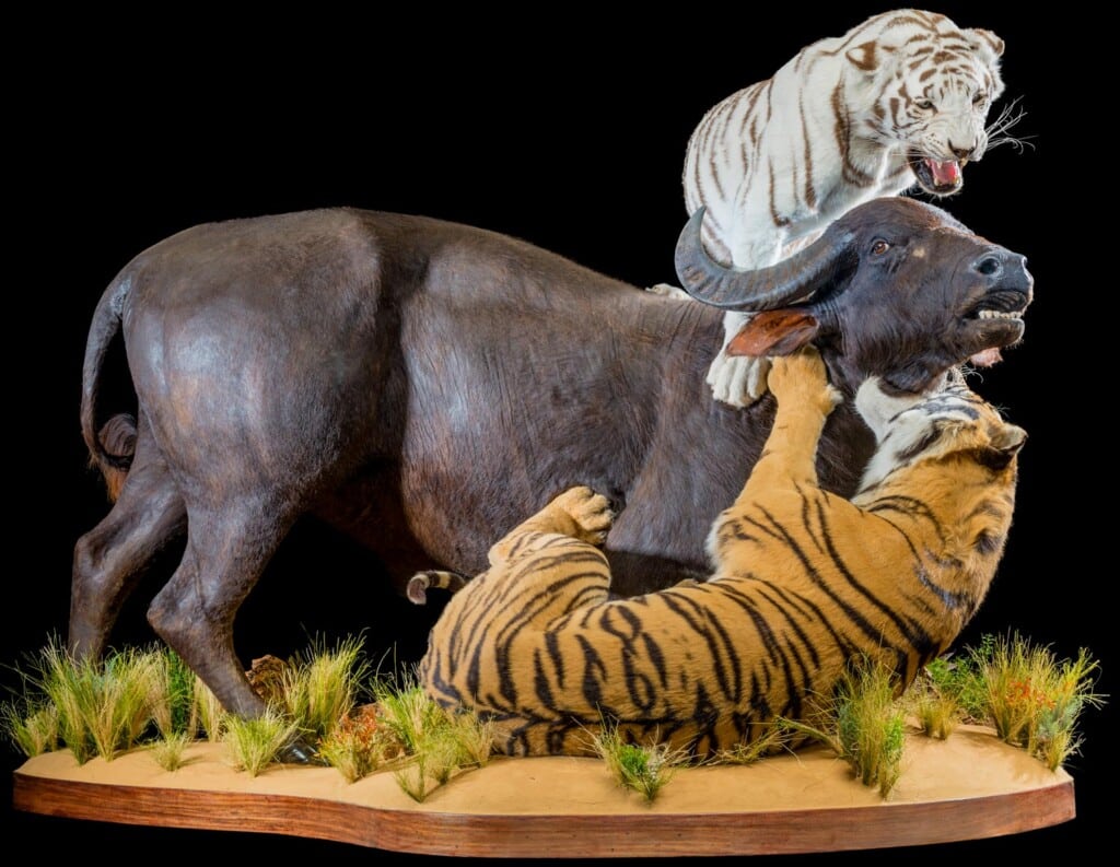 Tiger and Water Buffalo Prey Fullmount Combination 20170726 1318