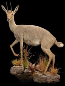 Vaal Rhebuck Fullmount Left Turn Wall Display 20220805 1156